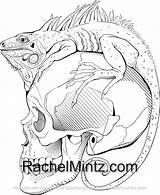 Iguana Tattoo Coloring Tattoos Drawings Drawing Pages Books Sketches Animal Cool Skull sketch template