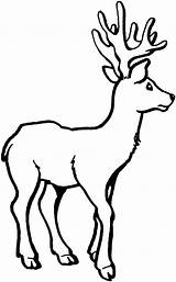 Deer Reh Ausmalbild Hirsch Cervo Kleines Junges Capriolo 2707 Chevreuil Elch Malvorlage Tegninger Til Kinderbilder Animale Schaut Animali Ausmalen Hjort sketch template
