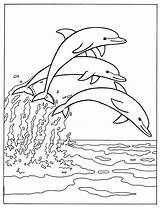 Colorir Desenhos Golfinho Golfinhos Comofazeremcasa sketch template