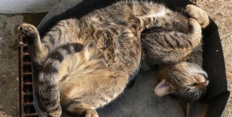 cute cats sleeping in unbelievably funny poses and places volganga