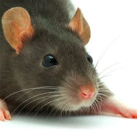 responsible  damage   rats  landlord law blog
