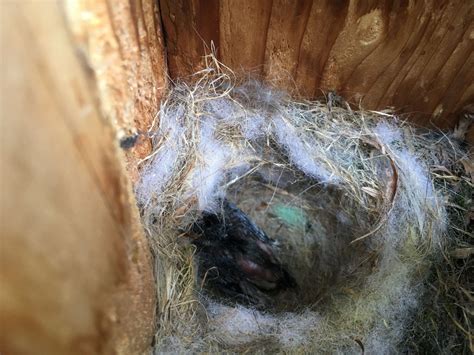 chickadee nest box tragedy birdoculars