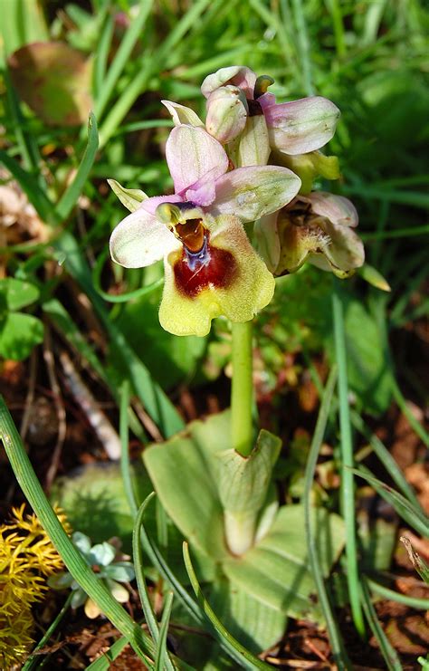 ophrys tenthredinifera orchids wiki fandom powered  wikia