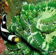 Afbeeldingsresultaten voor "conchoecia Haddoni". Grootte: 186 x 185. Bron: www.aquaportail.com