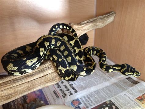 sw england carpet pythons sale reptile forums