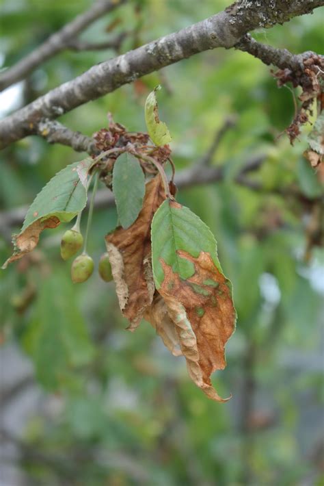 sos cerisier au jardin forum de jardinage