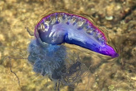 Portuguese Man O War Washes Up On New Jersey Beach Aol News