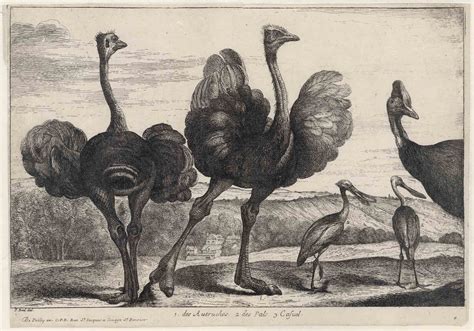 prints  principles pieter boels etching  ostriches spoonbills   cassowary
