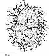 Miracidium Cilia Parasite Crucibulum 1905 Peripheral Odner 1819 Microscopy Rudolphi Observed sketch template