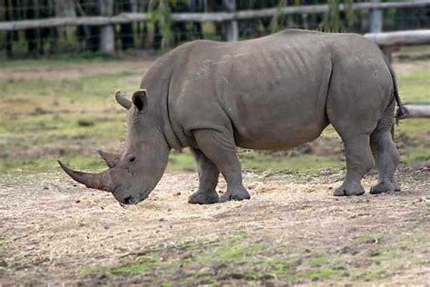 black rhinoceros animal wildlife
