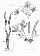 Plant Drawing Aquatic Plants Marine Coloring Underwater Ocean Drawings Caulerpa Taxifolia Paintingvalley 53kb sketch template