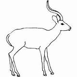 Antelope Coloring Sheets sketch template