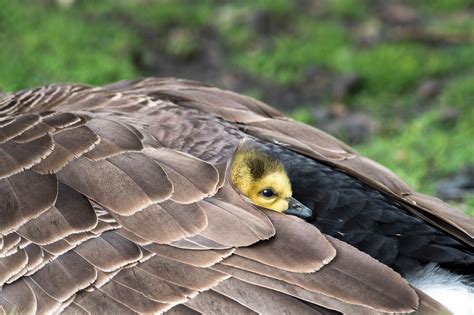 canada goose photography awards wildlife protection beautiful birds