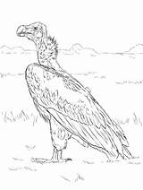 Gieren Vautour Avvoltoio Geiern Kleurplaten Geier Kleurplaatjes Stemmen sketch template