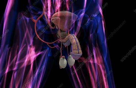 male organs stock image  science photo library