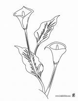 Arum Lily Coloring Pages Choose Board Drawing Color sketch template