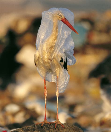 wwf vorhersage   jahren schwimmt mehr plastik als fische im ozean