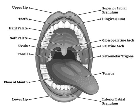 anatomical review  trauma   mouth  throat relias media