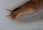 Afbeeldingsresultaten voor "ciliata Septentrionalis". Grootte: 143 x 98. Bron: www.marinespecies.org