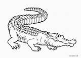 Alligator Alligators Cool2bkids Malvorlagen Buaya Pewarna Berlatih Mewarna Bagi Bayi Ringkasan Ausmalbilder sketch template