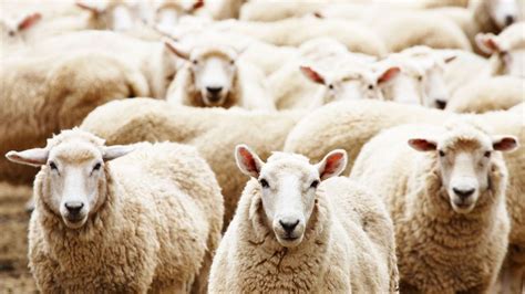 foin pour les ovins douliere hay france