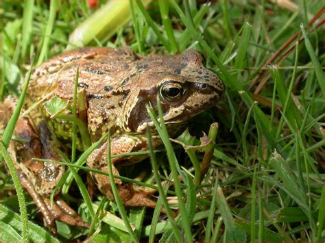 islay natural history trust  amphibians