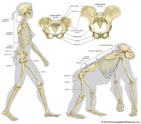 comparative anatomy definition examples facts britannica