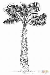 Coloring Palm Tree Pages Draw Drawing Cabbage Trees Drawings Print Step Template Printable African Coconut Tutorials Popular Supercoloring Categories sketch template