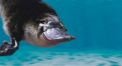 duckbill platypus facts pictures  mammal information