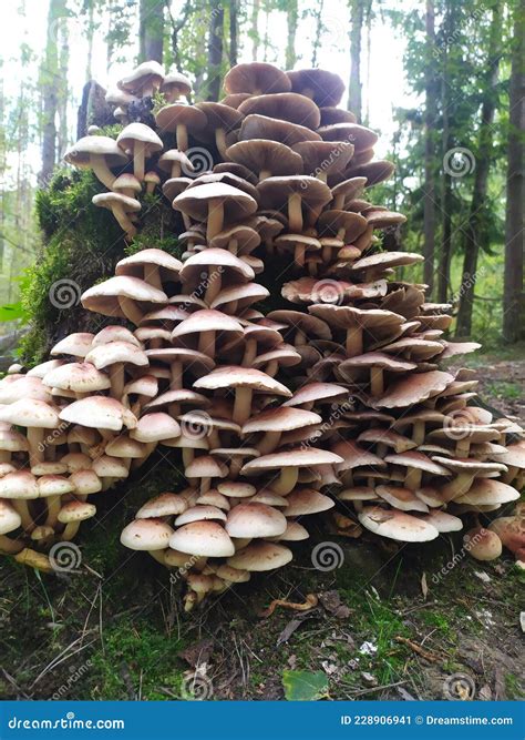 mushroom stumb   royalty  stock   dreamstime