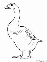 Coloring Pages Geese Goose Popular sketch template