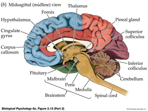 making procrastination   workings   brain