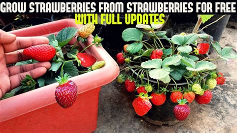 grow strawberries  seed  updates gardening