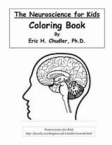 Coloring Pages Psychology Sciences Puzzles Brain Word Search sketch template
