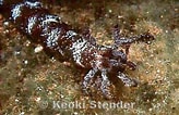 Image result for "polyplectana Kefersteini". Size: 164 x 106. Source: www.marinelifephotography.com