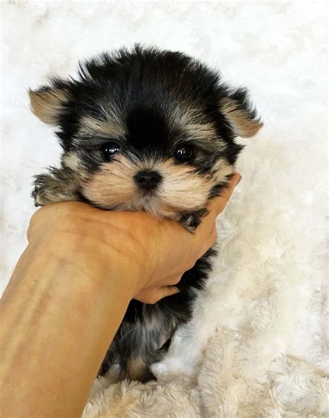 micro teacup morkie puppy jaja iheartteacups