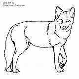 Coyote Line Coloring Drawing Pages Color Coyotes Drawings Index Paintingvalley Own sketch template