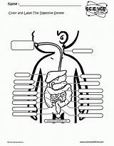 Digestive Coloringhome Organs Unmisravle Diagrams sketch template