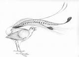 Lyrebird Cornell Lab Allaboutbirds sketch template