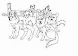 Sled Dog Team Dogs Coloring Drawing Race Iditarod Lineart Cartoon Pages Sledding Teams Drawings Template Google Deviantart Search Printable Sketch sketch template