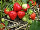 Bildresultat för Strawberry Plants. Storlek: 137 x 103. Källa: gardenofeaden.blogspot.co.uk