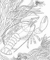 Coloring Crawfish Pages Crayfish Crawdad Printable Color Supercoloring Shrimp Louisiana Drawing Template Categories Freshwater Clipart Crustacean sketch template