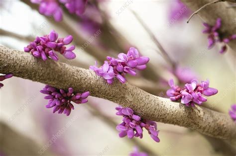 Eastern Redbud Cercis Canadensis Stock Image C007