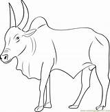 Stier Kangayam Ox Ausmalbild Pencil Bulls Designlooter Webstockreview Coloringpages101 sketch template