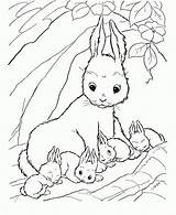Bunny Coloring Rabbit Pages Baby Bunnies Drawing Cute Color Kids Colouring Printable Clipart Lapin Print Coloriage Jessica Rabbits Draw Colorier sketch template