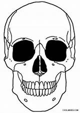 Skeleton Coloring Head Human Cool2bkids Printable Getcolorings Anatomy sketch template