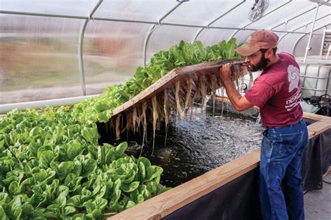 synergetic farming fish  plants puts fresh food