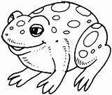 Frog Anfibi Animais Rana Sapo Pintar Ranas Frosch Grenouille Klein Colorare Sapos Ausmalbilder Fofo Outlines Stampa Disegno Toad Boi Greluche sketch template