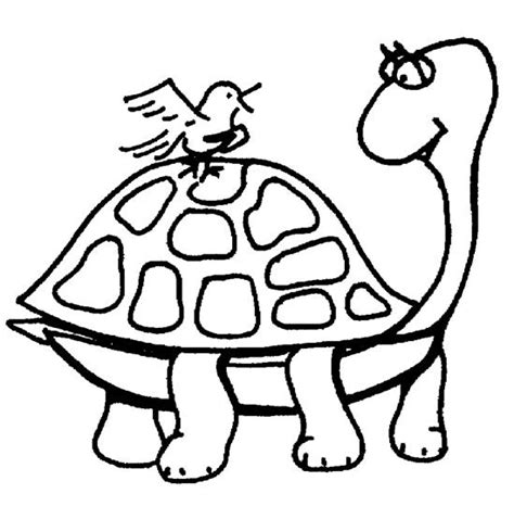 tortoise  animals printable coloring pages