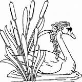 Colorat Swan Zwaan Riet Animale Lebede Lac Desene Het Swans Imagini Somnoroase Zwanen Pasarele Cisne Planse Dunarii Coloriages Eminescu Creion sketch template